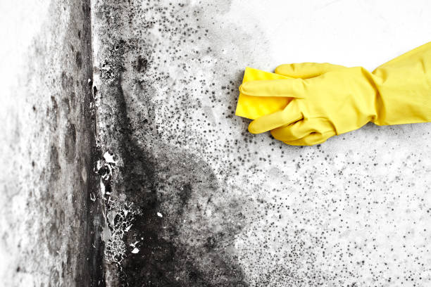 Best Basement Mold Remediation in Chandler, OK