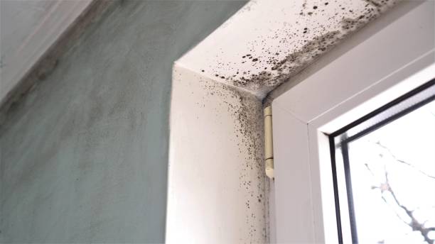 Best DIY Mold Remediation Support Services in Chandler, OK