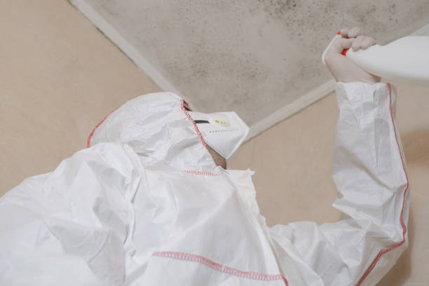 Best Basement Mold Remediation in Chandler, OK