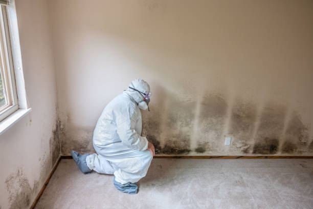 Best Commercial Mold Remediation in Chandler, OK