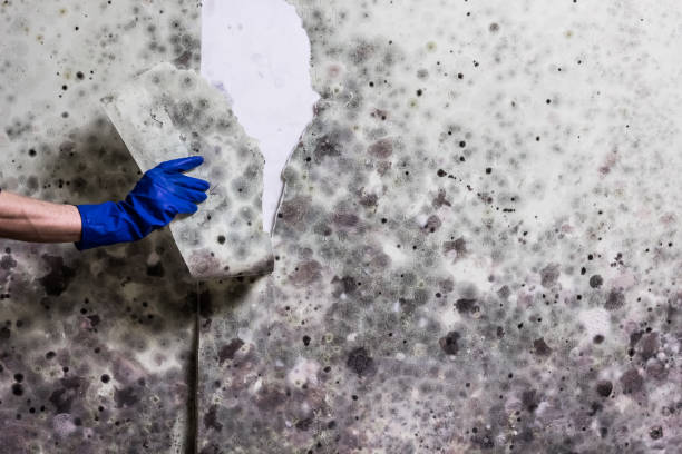 Chandler, OK Mold Remediation Company