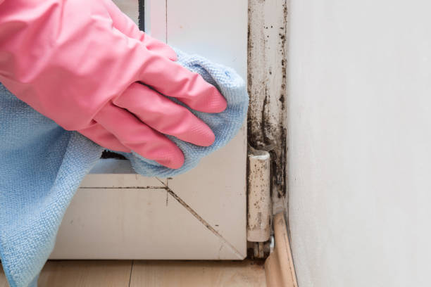 Best Localized Mold Remediation (e.g., coastal areas, humid climates) in Chandler, OK